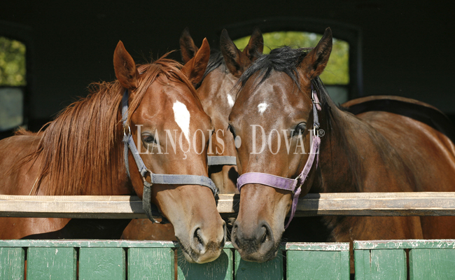 horse properties for sale