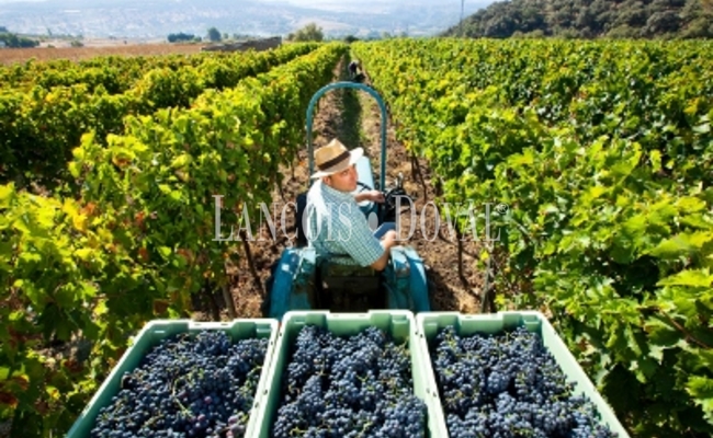 propietes et vignobles a vendre espagne