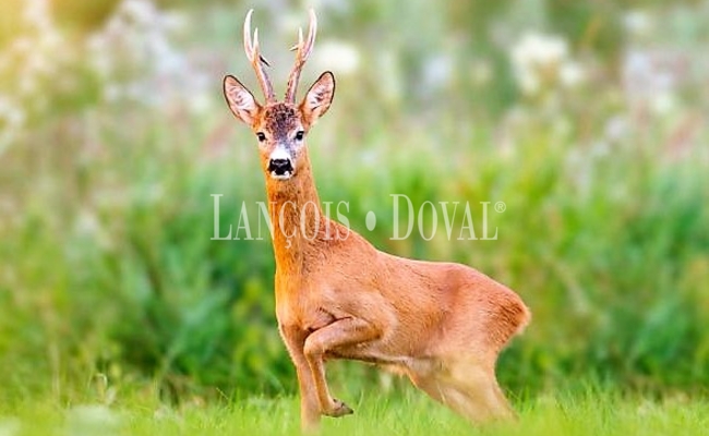 Réserves de Chasse en Espagne en vente