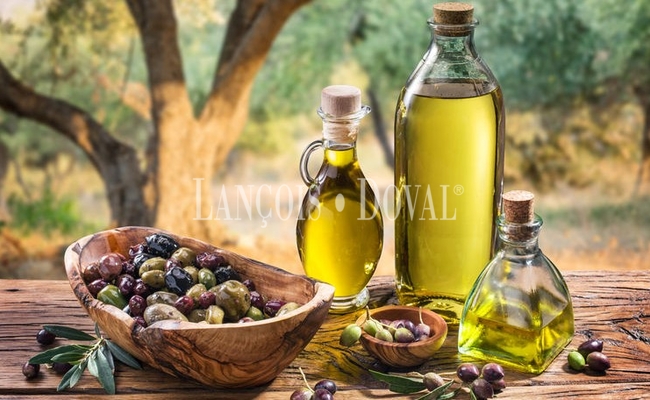 Andalusia. For Sale: Large olive grove using a super-intensive system