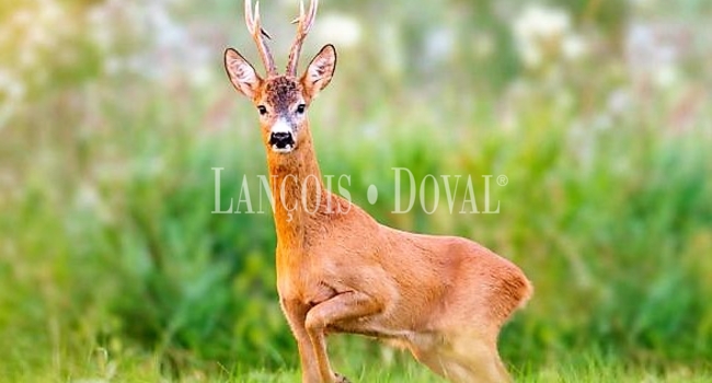 Réserves de Chasse en Espagne en vente