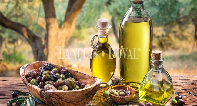 Andalusia. For Sale: Large olive grove using a super-intensive system