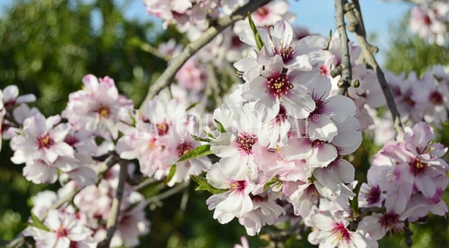 Finca de almendros en venta. Córdoba