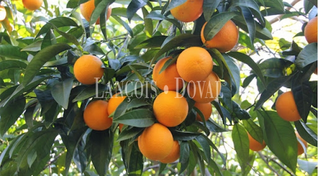 Huelva. Finca agrícola en venta. 200 hectáreas de cítricos.