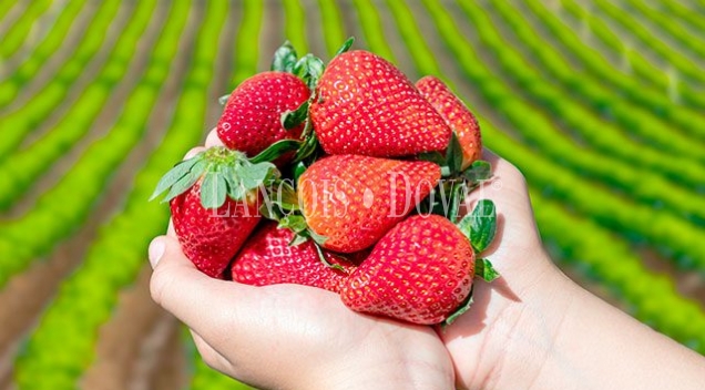 Finca de 288 hectáreas de fresas en plena producción. Huelva