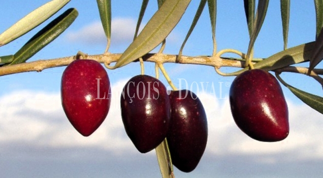 Finca olivar y almendros en venta.  Antequera. Málaga. 