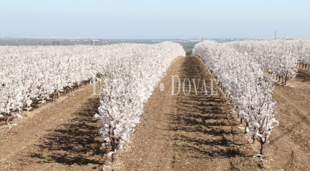 FINCA DE ALMENDROS EN CÓRDOBA