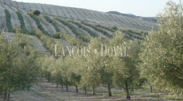 Granada. Olivar y coto de caza en venta