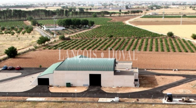 Tomelloso. Ciudad Real. Bodega en plena producción y viñedo en venta.