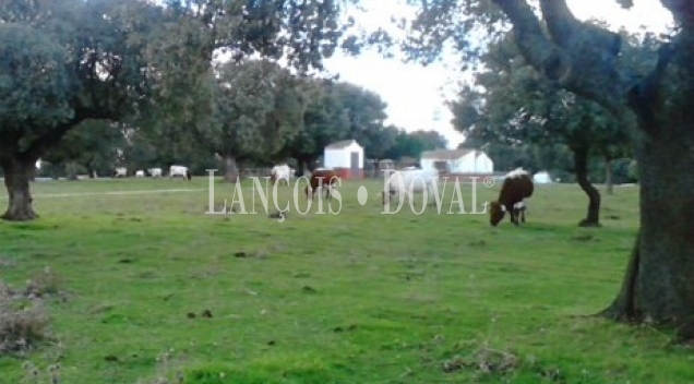 Vecinos. Salamanca. Finca rústica y ganadera en venta.