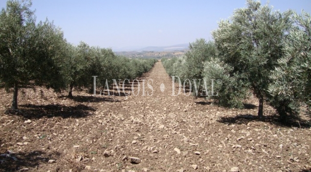 Antequera. Málaga. Finca olivar en venta.