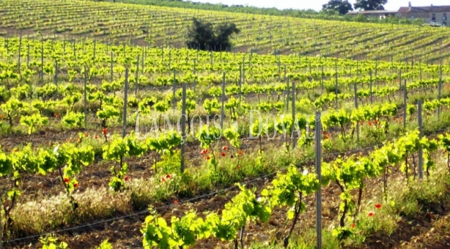 Almansa. Fincas y bodega ecológica en explotación. Viñedos, olivar y almendros.