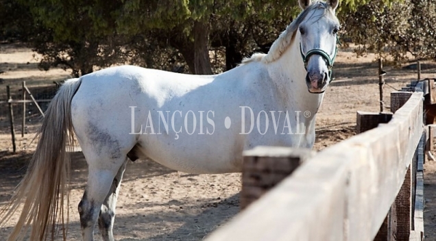 Finca ecuestre en venta. Toledo