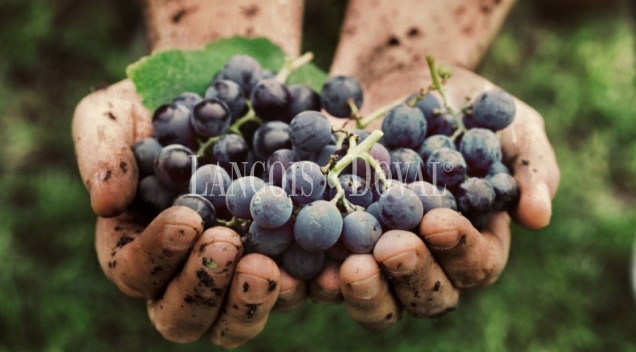 Bodega, viñedos y embotelladora de cava y vino en venta. Penedès