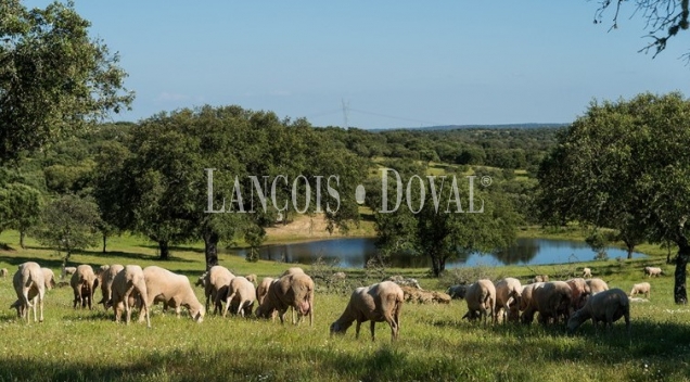 Cáceres. Venta finca ganadera, agroturismo y coto de caza.