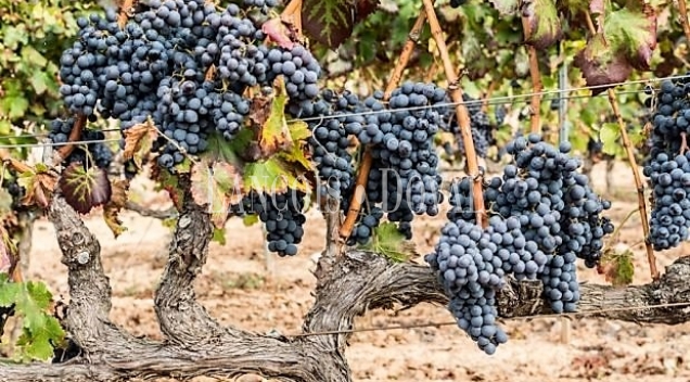 Priorat. Bodega y viñedo en venta.