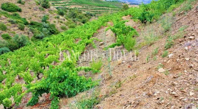 Falset. Viñedos y bodega en venta. DO Priorat.