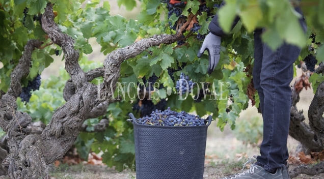 Bodega histórica y viñedos en venta en DO Campo de Borja, Aragón