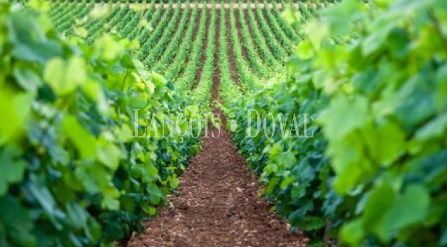 Penedès. Masía y Finca con vivero de cepas en venta.