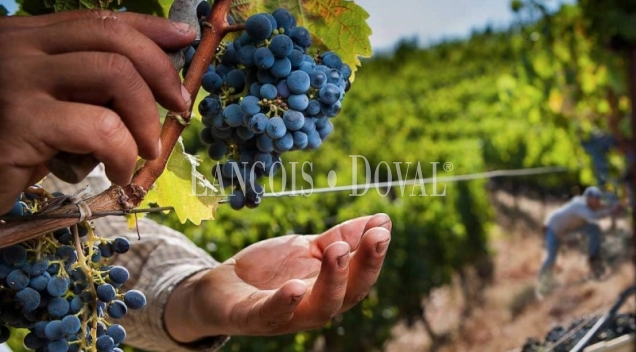 Bodega en venta en la Ribera del Duero con modernas instalaciones y proyección internacional