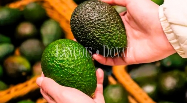 Finca ecológica de subtropicales en venta en la Costa Tropical de Granada