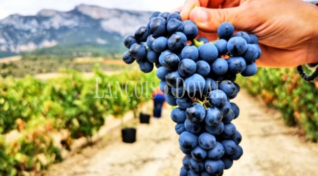 Ribera De Duero. Peñafiel. Finca agrícola en venta en la Milla de Oro del vino.