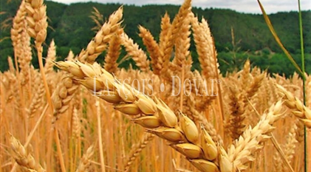 Segovia. Fincas agrícolas de secano en venta: Rentabilidad y estabilidad