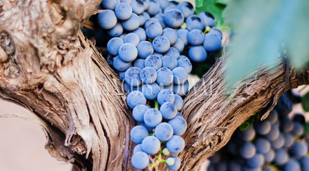 Bodega de tradición familiar en venta en la DO Ribera del Duero: una inversión estratégica en una de las regiones vinícolas más prestigiosas del mundo