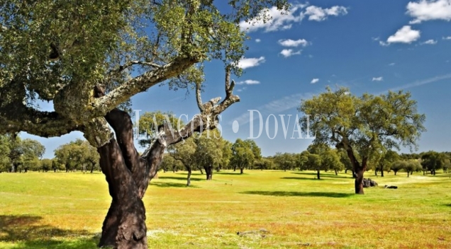 Finca agrícola en venta en Huelva: 147 hectáreas para transformación a cultivo leñoso de regadío Finca agrícola en venta en Huelva: 147 hectáreas para transformación a cultivo leñoso de regadío