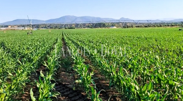 Toledo. Finca agrícola y ganadera en venta a una hora de Madrid: 64 hectáreas de regadío e infraestructuras productivas