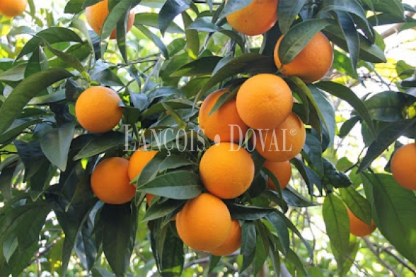 Huelva. Finca agrícola en venta. 200 hectáreas de cítricos.