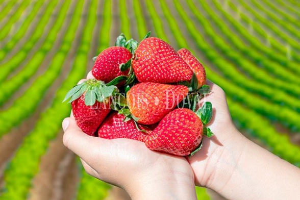 Finca de 288 hectáreas de fresas en plena producción. Huelva