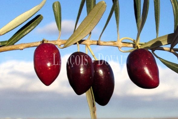 Finca olivar y almendros en venta.  Antequera. Málaga. 