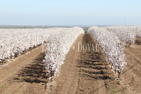 FINCA DE ALMENDROS EN CÓRDOBA