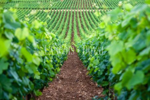 Penedès. Masía y Finca con vivero de cepas en venta.