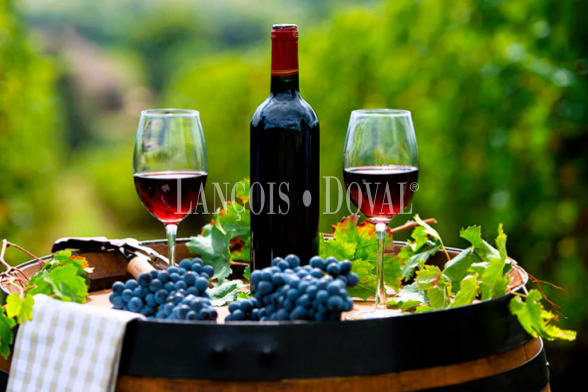 Una inversión vitivinícola segura en una de las DO más prestigiosas de España