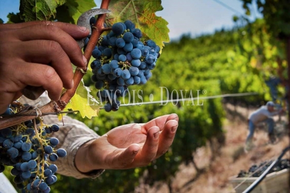 Bodega en venta en la Ribera del Duero con modernas instalaciones y proyección internacional