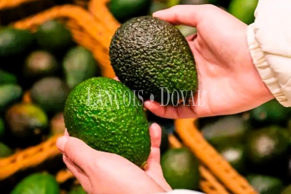 Finca ecológica de subtropicales en venta en la Costa Tropical de Granada