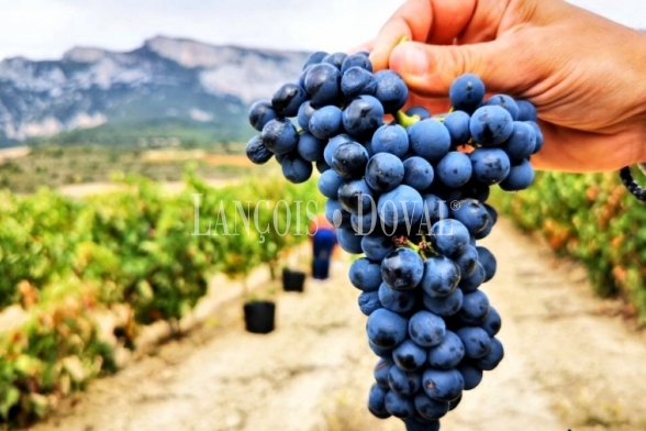 Ribera De Duero. Peñafiel. Finca agrícola en venta en la Milla de Oro del vino.