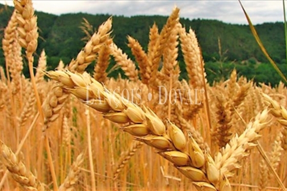 Segovia. Fincas agrícolas de secano en venta: Rentabilidad y estabilidad