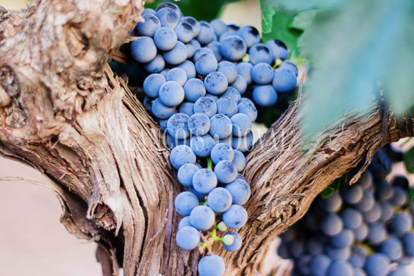 Bodega de tradición familiar en venta en la DO Ribera del Duero: una inversión estratégica en una de las regiones vinícolas más prestigiosas del mundo