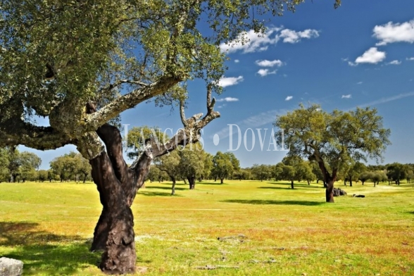 Finca agrícola en venta en Huelva: 147 hectáreas para transformación a cultivo leñoso de regadío