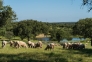 Cáceres. Venta finca ganadera, agroturismo y coto de caza.