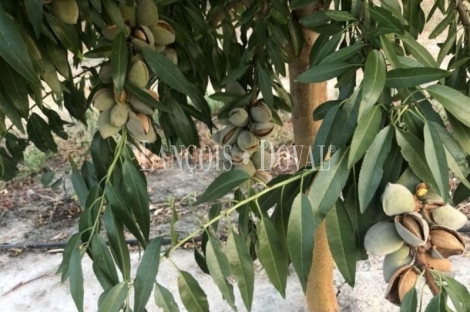 Finca de almendros en venta. Córdoba