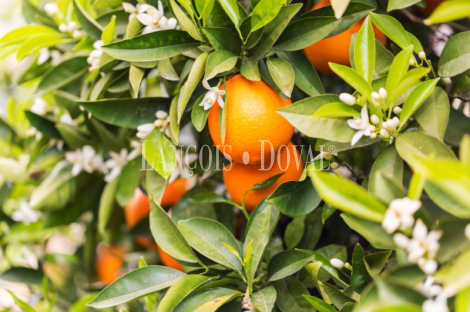 Huelva. Finca agrícola en venta. 200 hectáreas de cítricos.