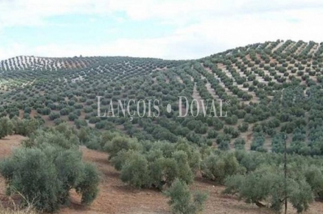 Finca olivar y almendros en venta.  Antequera. Málaga. 