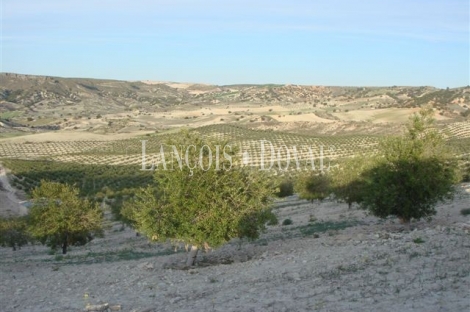 Granada. Olivar y coto de caza en venta