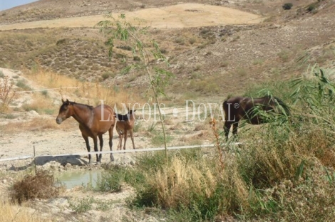 Granada. Olivar y coto de caza en venta