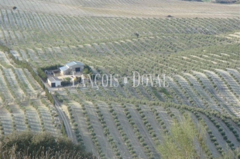 Granada. Olivar y coto de caza en venta