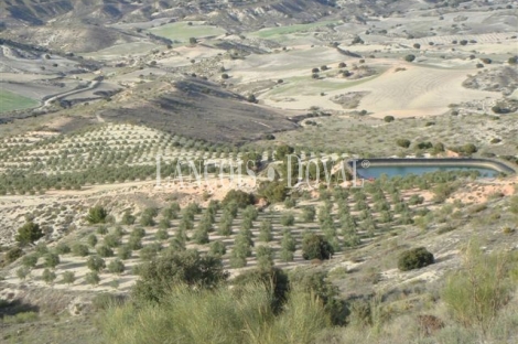 Granada. Olivar y coto de caza en venta